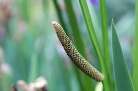 Image result for Calamus deerratus