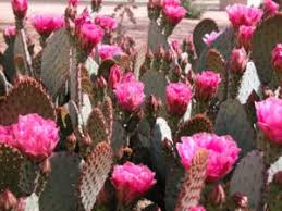 #danceawesome #tiktokindia_ #shriramiyer #iyerbhai #iyershriram #comedyhindi #hinditiktok #comedy #teacher. How Do Those Desert Plants Survive Water Use It Wisely