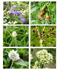 Image result for Fimbristylis madagascariensis