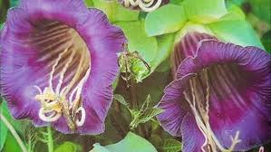 Image result for Cobaea