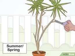 Water dragons do not naturally interact with humans frequently. 5 Ways To Care For A Madagascar Dragon Tree Wikihow