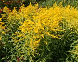 Image result for Solidago