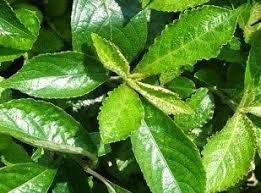 Mau tahu apa saja kandungan dan khasiat dari tanaman pecah beling? Kandungan Dan Manfaat Daun Pecah Beling Tanaman Obat Herbal Facebook