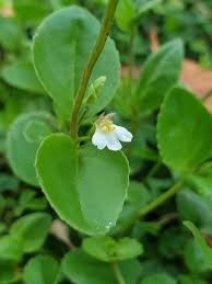 Image result for Vandellia