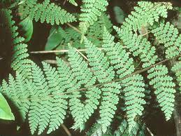 Image result for Hypolepis