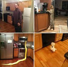 Jun 11, 2021 · the 'doge' meme, which features an image of an excited shiba inu named 'kaboso' broke the record for the most expensive nonfungible token when it sold for $4 million on the auction site zora on friday Reactions On Twitter Robert Pattinson Savannah Cat Long Snake Cockatoo Bird Standing In Similar Kitchen