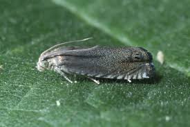 Image result for Cydia microgrammana