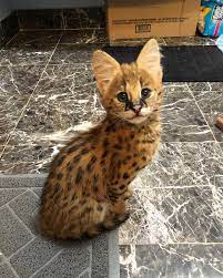 In a biome largely dominated by packs, one animal stands alone, and tall. Gorgeous Serval Kitten Aww