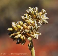 Image result for Limeum