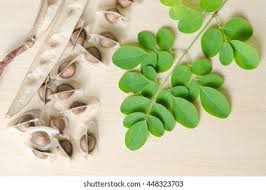 Image result for Moringaceae