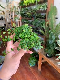 Image result for Ficus persicifolia