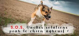 Sortie, prix, jeux, puissance, manette, design. Mon Chien Mord Attaque Ou Grogne Ces Erreurs Qui Empirent L Agressivite
