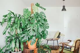 Maybe you would like to learn more about one of these? Using Indoor Plant Supports With Monstera Plants Monstera Plant Resource