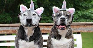 These days, pit bulls often make headlines and it's rarely good news. What Is A Pit Bull It S Not Actually A Dog Breed