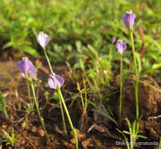 Image result for Burmannia