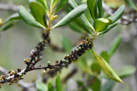 Image result for Myrsine