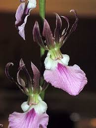 Image result for Eulophia guineensis