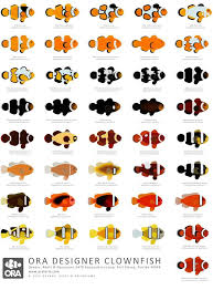 Designer Clownfish Saltwater Fish Tanks Clown Fish Marine Fish Tanks
