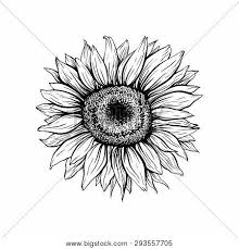 Sunflower Hand Drawn Vector Photo Free Trial Bigstock Easy step by step tutorial on how to draw a sunflower, pause the video at every step to follow the steps 1.