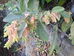 Image result for Flemingia grahamiana
