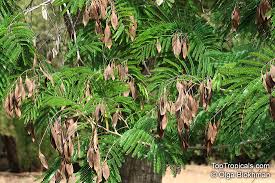 Image result for Peltophorum africanum