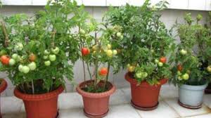 Even indoor plants need a minimum of 6 hours of darkness each day. 4 Best Fruits Plants To Grow Indoors Rayagarden