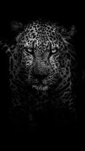 Leopard Predator Muzzle Bw 2160x3840 Leopard Wallpaper Animal Wallpaper Cat Wallpaper
