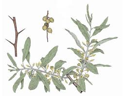Russian Olive Mdc Discover Nature