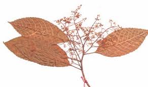 Image result for Maesa lanceolata