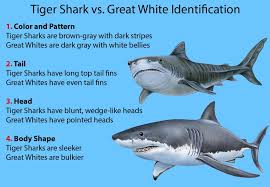 Spot a sand tiger shark's tooth by its narrowness. Tiger Shark Vs Great White Shark