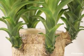 It has dark green leaves. Indoor Yucca Plant Yucca Elephantipes Tree How To Grow Care Prune Plantopedia