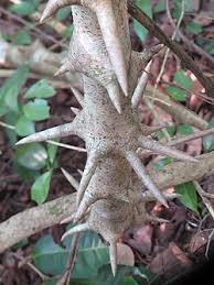 Image result for Dalbergia acutifoliolata