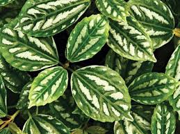 Image result for Pilea johnstonii