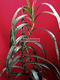 Image result for Pandanus candelabrum