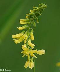 Pin On Florals Native To The Catskills