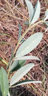 Image result for Eriosema psoraleoides