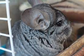 How many chinchillas does it take to make a full length coat? 36 Most Interesting Facts About Chinchillas In The Wild