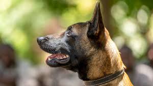 They can be slightly reserved with new. In Pictures The Sniffer Dogs Taking On Africa S Poachers Bbc News