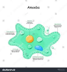 Image result for Pseudopod Ospermum