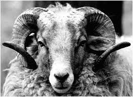 sternzeichen widder tiere wild ausgestopftes tier wilde tiere
