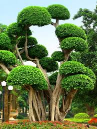 Pin By Helen Randall On نباتات وزهور Plants And Flowers Nature Tree Weird Trees Beautiful Tree