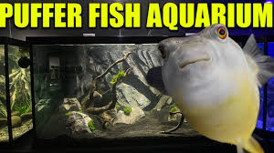 Puffer fish are friendly, smart creatures that can be an excellent addition to a home aquarium due to their fun personalities and ability to puff up to a larger size. The Puffer Fish Aquarium The King Of Diy Youtube