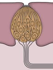 Image result for Taste Dysfunction