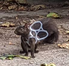 Our Actions Affects Wildlife Animals Animals Pet Safety Wildlife Animals