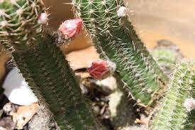 Now i want a peanut and a rat tail *snaps fingers*), ty for sharing! Photo Of The Closeup Of Buds Sepals And Receptacles Of Peanut Cactus Echinopsis Chamaecereus Posted By Gingin Garden Org