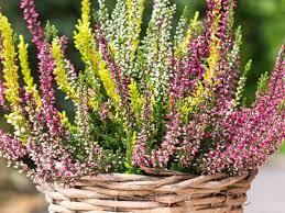 52 Types Of Heather And Heath Flowers With Pictures Florgeous