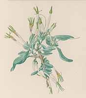 Image result for Agelanthus bipartitus