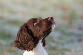 You can leave message to anyone and everyone. 12 Week Old Springer Spaniel Puppy In Training Uk Photograph By Tj Rich Naturepl Com