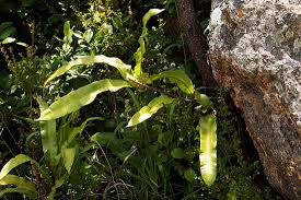 Image result for Oleandra