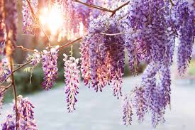 Image result for Wisteria